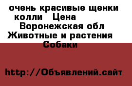 очень красивые щенки колли › Цена ­ 25 000 - Воронежская обл. Животные и растения » Собаки   